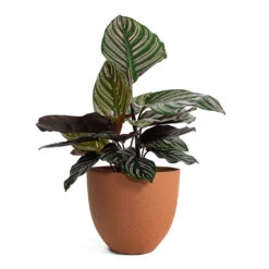 Calathea Sanderiana - Pin-Stripe Calathea 24 Calathea Sanderiana - Pin-Stripe Calathea -PlantVibe Shop Calathea Sanderiana Pin Stripe Calathea Coral Refined Planter Canyon Orange a7621ec3 f1f1 4229 91f9 368f6ae9dfcd