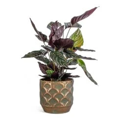 Calathea Sanderiana - Pin-Stripe Calathea 33 Calathea Sanderiana - Pin-Stripe Calathea -PlantVibe Shop Calathea Sanderiana Pin Stripe Calathea Lauri Metal Plant Pot Set Of 4 Lilac