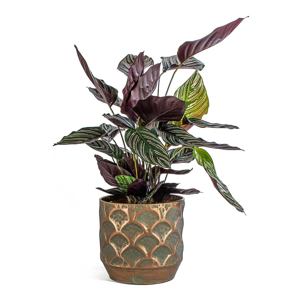 Calathea Sanderiana - Pin-Stripe Calathea 16 Calathea Sanderiana - Pin-Stripe Calathea - Image 16
