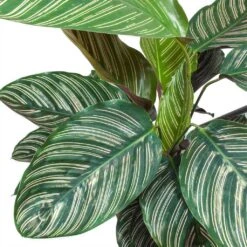 Calathea Sanderiana - Pin-Stripe Calathea 25 Calathea Sanderiana - Pin-Stripe Calathea -PlantVibe Shop Calathea Sanderiana Pin Stripe Calathea Leaves