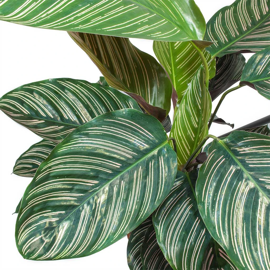 Calathea Sanderiana - Pin-Stripe Calathea 8 Calathea Sanderiana - Pin-Stripe Calathea - Image 8