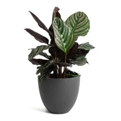 Calathea Sanderiana - Pin-Stripe Calathea 32 Calathea Sanderiana - Pin-Stripe Calathea -PlantVibe Shop Calathea Sanderiana Pin Stripe Calathea Mini Jesslyn Plant Pot Black Washed a664e8d7 0a9f 433b 9823 593f5d1cff9b