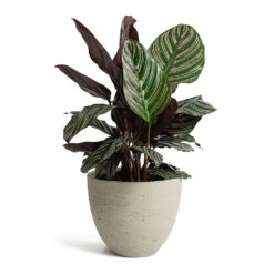 Mini Jesslyn Plant Pot - Grey Washed -PlantVibe Shop Calathea Sanderiana Pin Stripe Calathea Mini Jesslyn Plant Pot Grey Washed