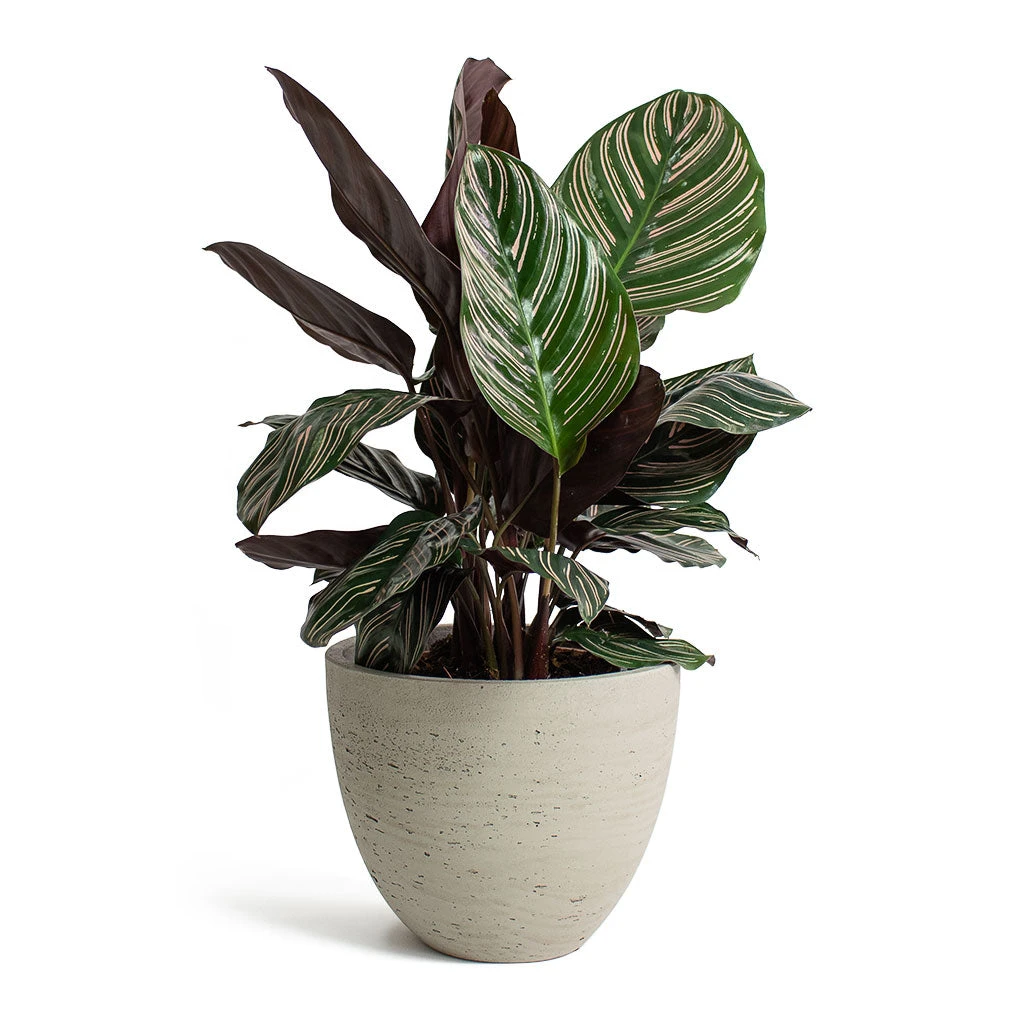 Calathea Sanderiana - Pin-Stripe Calathea 12 Calathea Sanderiana - Pin-Stripe Calathea - Image 12
