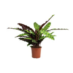 Calathea Lancifolia - Rattlesnake Plant 22 Calathea Lancifolia - Rattlesnake Plant -PlantVibe Shop Calathea lancifolia Rattlesnake Plant 14cm