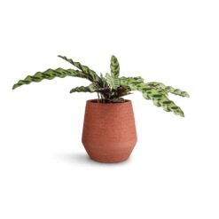 Humus Plant Pot - Terra -PlantVibe Shop Calathea lancifolia Rattlesnake Plant 14x40cm Humus Plant Pot Terra 16.5x18.5cm 38847116 b1ef 46db 8b31 0661a9af6c77