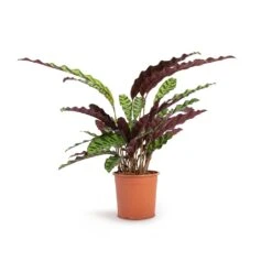 Calathea Lancifolia - Rattlesnake Plant 14 Calathea Lancifolia - Rattlesnake Plant -PlantVibe Shop Calathea lancifolia Rattlesnake Plant 14x45cm