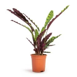 Calathea Lancifolia - Rattlesnake Plant 17 Calathea Lancifolia - Rattlesnake Plant -PlantVibe Shop Calathea lancifolia Rattlesnake Plant 17x60cm