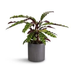 Calathea Lancifolia - Rattlesnake Plant 16 Calathea Lancifolia - Rattlesnake Plant -PlantVibe Shop Calathea lancifolia Rattlesnake Plant 17x60cm Puk Plant Pot Black Washed 20x20cm