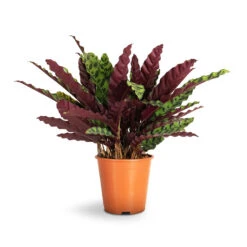 Calathea Lancifolia - Rattlesnake Plant 19 Calathea Lancifolia - Rattlesnake Plant -PlantVibe Shop Calathea lancifolia Rattlesnake Plant 19x60cm