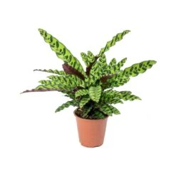 Calathea Lancifolia - Rattlesnake Plant 21 Calathea Lancifolia - Rattlesnake Plant -PlantVibe Shop Calathea lancifolia Rattlesnake Plant 75cm