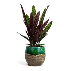 Calathea Lancifolia - Rattlesnake Plant 15 Calathea Lancifolia - Rattlesnake Plant -PlantVibe Shop Calathea lancifolia Rattlesnake Plant Lindy Plant Pot Black Green fc17ebf1 9d2d 42c4 bae4 67e0a375300e