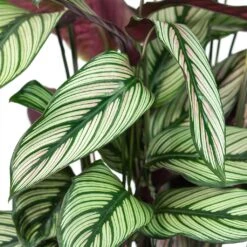 Front Page -PlantVibe Shop Calathea majestica White Star Close Up