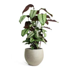 Calathea Majestica White Star 12 Calathea Majestica White Star -PlantVibe Shop Calathea majestica White Star Mini Orb Kevan lant Pot Grey Washed