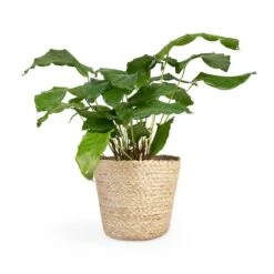 Calathea Musaica Network 18 Calathea Musaica Network -PlantVibe Shop Calathea musaica Network 12x30cm Selin Plant Basket Jute 18x16cm 2