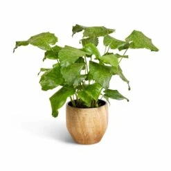 Calathea Musaica Network 15 Calathea Musaica Network -PlantVibe Shop Calathea musaica Network 17x50cm Emmy Plant Pot Camel 22x20cm