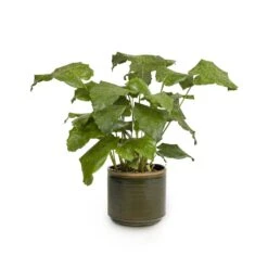 Calathea Musaica Network 17 Calathea Musaica Network -PlantVibe Shop Calathea musaica Network 17x50cm Jordy Plant Pot Forest Green 20x18cm copy