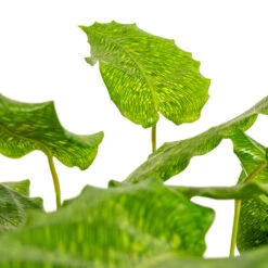 Calathea Musaica Network 13 Calathea Musaica Network -PlantVibe Shop Calathea musaica Network DETAIL