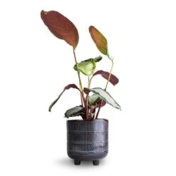 Calathea Picturata Argentea -PlantVibe Shop Calathea picturata Argentea 12 x 40cm Denise Plant Pot Blue Bronze 17 x 17cm 8f681b6c be51 45f4 a37e 41da844f85fe