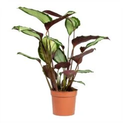 Calathea Picturata Argentea -PlantVibe Shop Calathea picturata Argentea 12x40cm 2