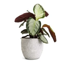 Calathea Picturata Argentea -PlantVibe Shop Calathea picturata Argentea 12x40cm Cas Plant Pot Cool Grey 17x15cm