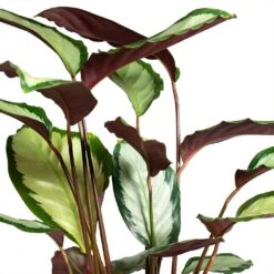Calathea Picturata Argentea -PlantVibe Shop Calathea picturata Argentea 12x40cm Foliage
