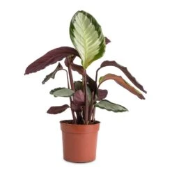 Calathea Picturata Argentea -PlantVibe Shop Calathea picturata Argentea 12x40cm f9e1c73f 0528 4ecb 89e5 a410c7c34b6e