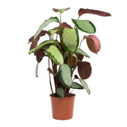 Calathea Picturata Argentea -PlantVibe Shop Calathea picturata Argentea 17cm