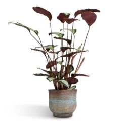 Calathea Picturata Argentea -PlantVibe Shop Calathea picturata Argentea 17x75cm Aico Plant Pot Shiny Blue 22x20cm 547d596a 7035 4c95 8474 53766bac3561