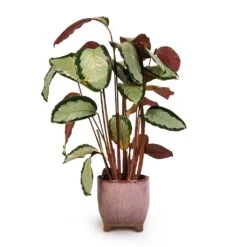 Calathea Picturata Argentea -PlantVibe Shop Calathea picturata Argentea 17x75cm Kaat Plant Pot Old Pink 20x20cm 3ba3b349 b4d8 487f b68d 3d5c842fca7a