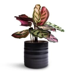 Calathea Roseopicta Cora 11 Calathea Roseopicta Cora -PlantVibe Shop Calathea roseopicta Cora 12 x 35cm Hadleigh Plant Pot Charcoal 14 x 13cm