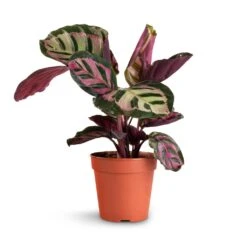 Calathea Roseopicta Cora 10 Calathea Roseopicta Cora -PlantVibe Shop Calathea roseopicta Cora 12x35cm