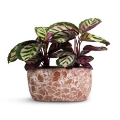 Calathea Roseopicta Cora 9 Calathea Roseopicta Cora -PlantVibe Shop Calathea roseopicta Cora 12x35cm Two Plants Lava Oval Relic Plant Bowl Pink 31x18x15cm
