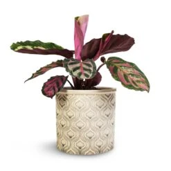 Calathea Roseopicta Cora 12 Calathea Roseopicta Cora -PlantVibe Shop Calathea roseopicta Cora 12x35cm Venetian Plant Pot Grey 16x14cm