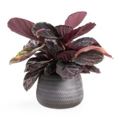 Calathea Roseopicta Dottie - Rose Painted Calathea 17 Calathea Roseopicta Dottie - Rose Painted Calathea -PlantVibe Shop Calathea roseopicta Dottie Rose Painted Calathea 14x45cm Angle Darcy Plant Pot Anthracite 24x16cm e8f7101b 4cf9 4d8c b37d d85b29104dbc