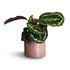 Calathea Roseopicta Medallion 20 Calathea Roseopicta Medallion -PlantVibe Shop Calathea roseopicta Dottie Rose Painted Calathea 14x45cm Hera Plant Pot Purple 17x16cm 1