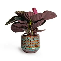 Calathea Roseopicta Dottie - Rose Painted Calathea 16 Calathea Roseopicta Dottie - Rose Painted Calathea -PlantVibe Shop Calathea roseopicta Dottie Rose Painted Calathea 14x45cm Noud Plant Pot Marrakesh 20x17cm ab3f2272 b4a9 426a aa0d 299504f8331f