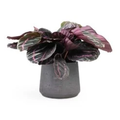 Calathea Roseopicta Dottie - Rose Painted Calathea 18 Calathea Roseopicta Dottie - Rose Painted Calathea -PlantVibe Shop Calathea roseopicta Dottie Rose Painted Calathea 14x45cm Patt Plant Pot Black Washed 20x17cm