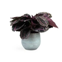 Calathea Roseopicta Dottie - Rose Painted Calathea 13 Calathea Roseopicta Dottie - Rose Painted Calathea -PlantVibe Shop Calathea roseopicta Dottie Rose Painted Calathea 14x45cm Ryan Plant Pot Blue Gold 18x16cm
