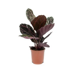 Calathea Roseopicta Dottie - Rose Painted Calathea 15 Calathea Roseopicta Dottie - Rose Painted Calathea -PlantVibe Shop Calathea roseopicta Dottie Rose Painted Calathea
