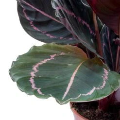 Calathea Roseopicta Dottie - Rose Painted Calathea 14 Calathea Roseopicta Dottie - Rose Painted Calathea -PlantVibe Shop Calathea roseopicta Dottie Rose Painted Calathea Leaves