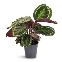 Calathea Roseopicta Medallion 18 Calathea Roseopicta Medallion -PlantVibe Shop Calathea roseopicta Medallion 12x30cm