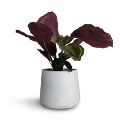 Calathea Roseopicta Medallion 22 Calathea Roseopicta Medallion -PlantVibe Shop Calathea roseopicta Medallion 12x30cm Patt Plant Pot White Washed 16x14cm fbc7d081 09f9 45b9 b10f 6977d0f2daf1