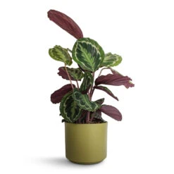 Calathea Roseopicta Medallion 17 Calathea Roseopicta Medallion -PlantVibe Shop Calathea roseopicta Medallion 19x70cm Prague Plant Pot Olive 20x18cm 87d807aa 1163 4009 a06c 122257e2ca9e