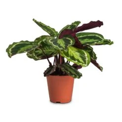 Calathea Roseopicta Medallion 14 Calathea Roseopicta Medallion -PlantVibe Shop Calathea roseopicta Medallion 19x70cm cc3e27f7 50ad 4697 9b17 9f4f5c32e896