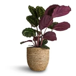 Calathea Roseopicta Medallion 19 Calathea Roseopicta Medallion -PlantVibe Shop Calathea roseopicta Medallion 19x80cm Cody Plant Pot Straw Grass 27x26cm