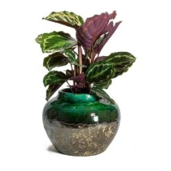 Calathea Roseopicta Medallion 15 Calathea Roseopicta Medallion -PlantVibe Shop Calathea roseopicta Medallion Lindy Jar Plant Pot Black Green 09fc6653 2cfe 438d 925e 78cd39c067e5