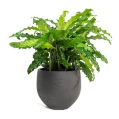 Mini Orb Kevan Plant Pot - Black Washed -PlantVibe Shop Calathea rufibarba Green Velvet Calathea Mini Orb Kevan Plant Pot Black Washed 10765077 ef0b 4d1a a7e8 fa4cdaf60a7d