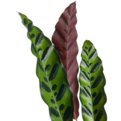 Calathea Lancifolia - Rattlesnake Plant 20 Calathea Lancifolia - Rattlesnake Plant -PlantVibe Shop Calathealancifolia RattlesnakePlant 1