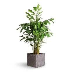 Caryota Mitis - Fish Tail Palm 8 Caryota Mitis - Fish Tail Palm -PlantVibe Shop Caryota mitis Fish Tail Palm 21x100cm Maud Artstone Plant Pot Grey 32x32x29cm